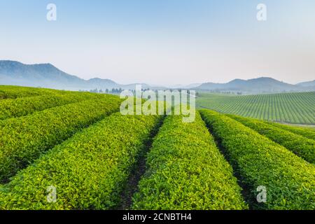 tea farm in the early morning Stock Photo