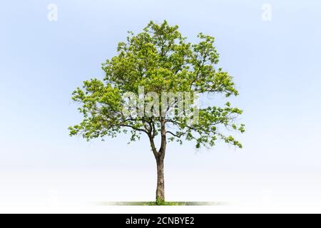 green tree isolated Stock Photo