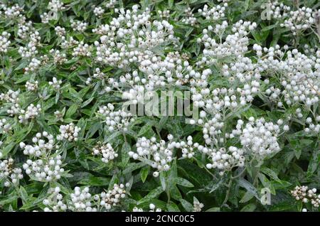 Anaphalis tripinervis Sommerschnee small white everlasting flowers on felted grey green leaves pearly everlasting Stock Photo