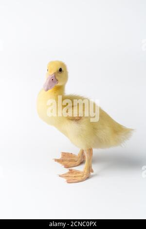 Muscovy duck duckling Stock Photo - Alamy