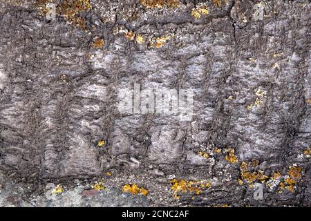moss bark of old cherry for background or texture Stock Photo