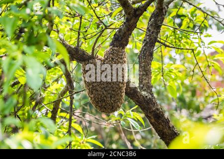 wild beehive on tree Stock Photo