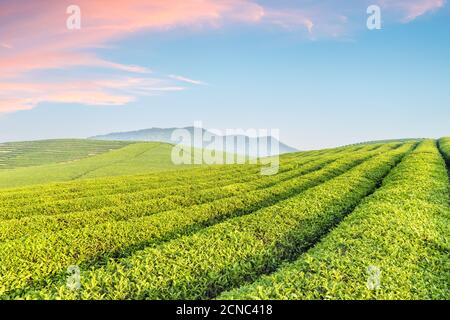 tea plantation with sunrise sky Stock Photo