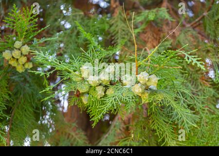 The branches of a thuja close-up. Pine needle. Stock Photo