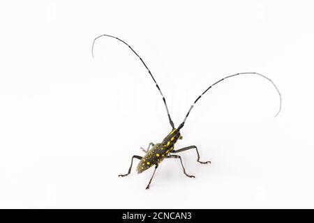 long-horned beetle isolated