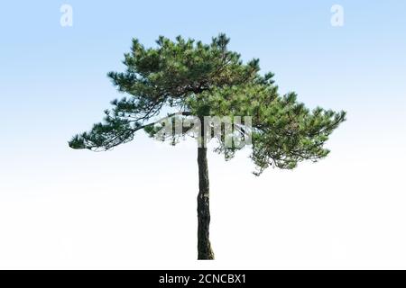 pine tree isolated Stock Photo
