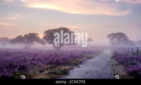 Blooming heather in the Netherlands,Sunny foggy Sunrise over the pink purple hills at Westerheid park Netherlands, blooming Heat Stock Photo
