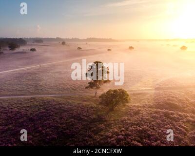 Blooming heather in the Netherlands,Sunny foggy Sunrise over the pink purple hills at Westerheid park Netherlands, blooming Heat Stock Photo