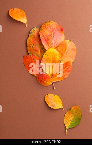 Fresh orange leaves formed in leaf shape on brown paper background. Vertical autumn composition. Top view Stock Photo