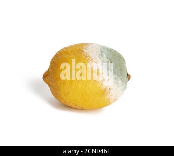 yellow lemon with mold on a white background, top view Stock Photo