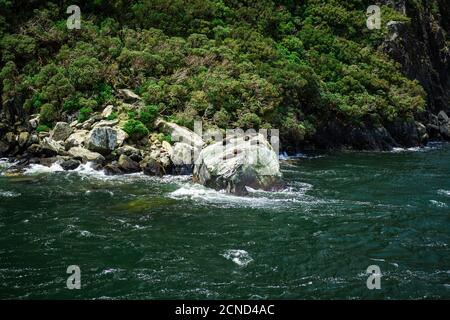 Seals sunning themselves in Milford Sound, part of Fiordland National Park, New Zealand Stock Photo