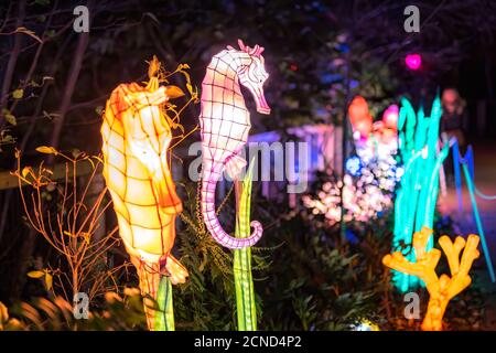 Wild lights at Dublin zoo. Light display of seahorse Stock Photo