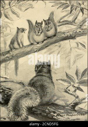 . Bannertail; the story of a gray squirrel . autyand your life. When there is danger on the ground, such as the trampling of heavy feet, do not go to spy it out, but hide. If near a hole, pop in; if on a big high limb, lie [153] T^UIES Mamma Bannertail flat and still as death. Do not go to it.Let it come to you, if it will. In the air, if there is danger near, asfrom Hawks, do not stop until you haveat least got into a dense thicket, or, betterstill, a hole. If you find a nut when you are nothungry, bury it for future use. Never-theless this lesson counted for but littlenow, as all last years Stock Photo
