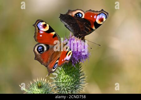 Beautiful red butterflies on a pink flowering thistle.  Aglais io, peacock butterfly.