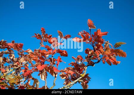 Sorbus × hybrida autumn leaves against blue sky, Finland Stock Photo