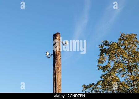 Old wooden power transmission pole with two ceramic insulators Stock Photo