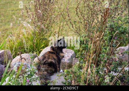 A brown and black cat sitting on some rocks surrounded by green grass and tall plants in rural setting Stock Photo