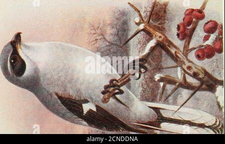 . The birds of the British Isles and their eggs . ■¥i LONG-TAILED TITMOUSE. 147 the birds, when feeding the young, make no attempt at secrecy.The entrance is above the centre, and the cup within crowdedwith feathers ; considerably over 2000 have been counted fromone nest. The white, finely red-speckled eggs (Plate 58), laidin April, number from eight to twelve and sometimes more.How this mass of feathers, at times of birds so large as adomestic Fowl, Pheasant or Wood-Pigeon, is compressedinto so small a space by the Feather-poke is difficult tounderstand, but add to this a dozen growing infant Stock Photo