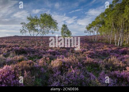 Purple heather in full summer bloom on the elevated moorland of the eastern Peak District at Millstone Edge Stock Photo