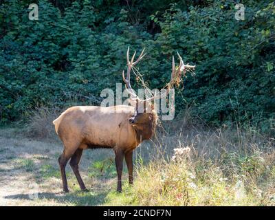 Adult bull Roosevelt elk (Cervus canadensis roosevelti), in rut near Highway 101, California, United States of America Stock Photo