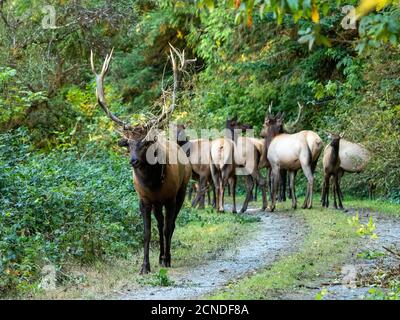 Adult bull Roosevelt elk (Cervus canadensis roosevelti), in rut near Highway 101, California, United States of America Stock Photo