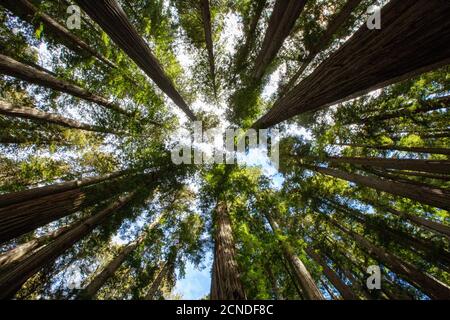 Among giant redwoods on the Boy Scout Tree Trail in Jedediah Smith Redwoods State Park,  California, United States of America Stock Photo