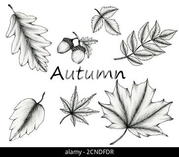 vintage autumn leaf collection isolated on white, ink  hand drawn botanical illustration of fall leaves, black floral sketch and line art autumn leaf Stock Photo