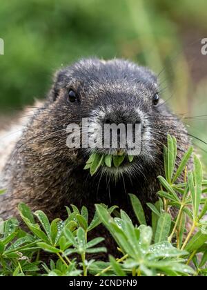 Adult hoary marmot (Marmota caligata), on the Skyline Trail, Mount Rainier National Park, Washington State, United States of America Stock Photo