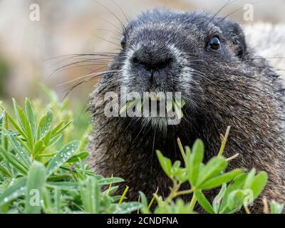 Adult hoary marmot (Marmota caligata), on the Skyline Trail, Mount Rainier National Park, Washington State, United States of America Stock Photo