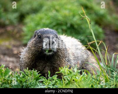 Adult hoary marmot (Marmota caligata), on the Skyline Trail, Mount Rainier National Park, Washington State, United States of America Stock Photo