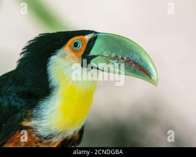 Captive red-breasted toucan (Ramphastos dicolorus), Parque das Aves, Foz do Iguacu, Parana State, Brazil Stock Photo