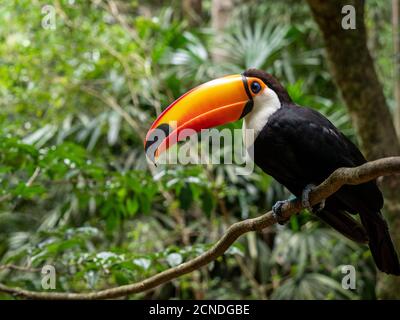 Captive toco toucan (Ramphastos toco), Parque das Aves, Foz do Iguacu, Parana State, Brazil Stock Photo