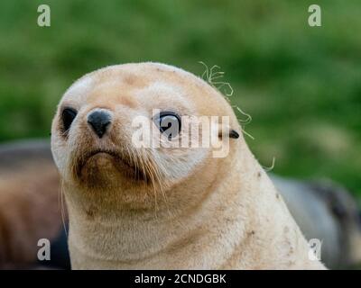 Juvenile leucistic Antarctic fur seal (Arctocephalus gazella), St. Andrews Bay, South Georgia, Polar Regions