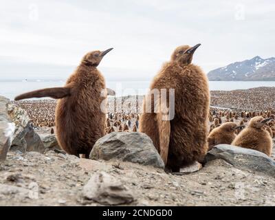 King penguin (Aptenodytes patagonicus) chicks called Okum Boys at Gold Harbor, South Georgia, Polar Regions Stock Photo