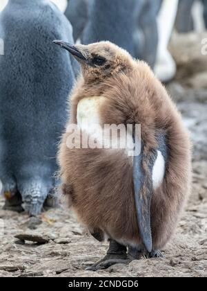 King penguin (Aptenodytes patagonicus) chick molting its downy feathers at Gold Harbor, South Georgia, Polar Regions Stock Photo