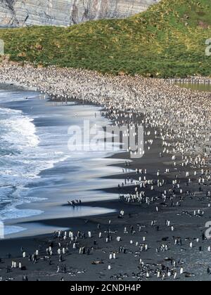 A huge King Penguin (Aptenodytes patagonicus) breeding colony on the beaches of Gold Harbor, South Georgia, Polar Regions Stock Photo