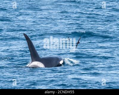 A pod of Type A killer whales (Orcinus orca), surfacing off the northwest coast of South Georgia, Polar Regions Stock Photo
