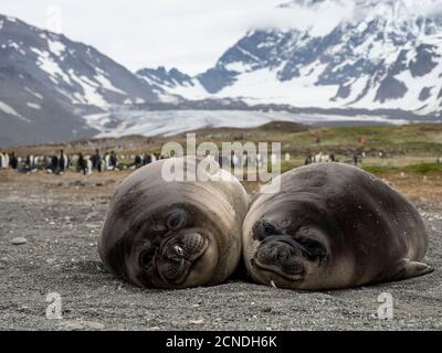 Young southern elephant seals (Mirounga leoninar), on the beach in St. Andrews Bay, South Georgia, Polar Regions Stock Photo