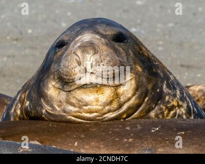 Young southern elephant seal bulls (Mirounga leoninar), molting on the beach in Gold Harbor, South Georgia, Polar Regions Stock Photo