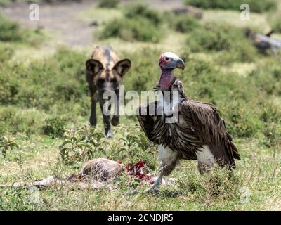 African wild dog (Lycaon pictus), pushing a lappet-faced vulture off kill in Serengeti National Park, Tanzania, East Africa, Africa Stock Photo