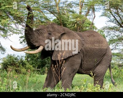 African bush elephant (Loxodonta africana), feeding inside Ngorongoro Crater, Tanzania, East Africa, Africa Stock Photo