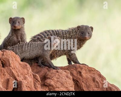 A pack of banded mongooses (Mungos mungo), in their den site in Tarangire National Park, Tanzania, East Africa, Africa Stock Photo