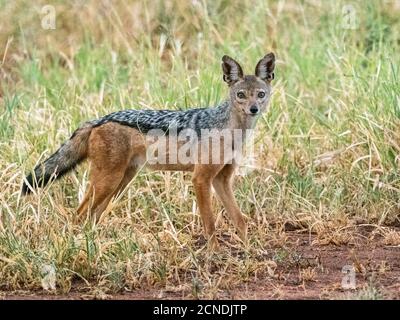 An adult black-backed jackal (Lupulella mesomelas), Tarangire National Park, Tanzania, East Africa, Africa Stock Photo