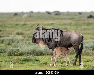 A newborn blue wildebeest (brindled gnu) (Connochaetes taurinus), nursing in Serengeti National Park, Tanzania, East Africa, Africa Stock Photo