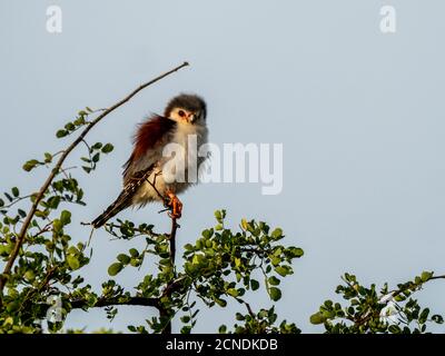 An adult African pygmy falcon (Polihierax semitorquatus), Tarangire National Park, Tanzania, East Africa, Africa Stock Photo