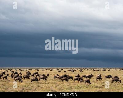 A confusion of blue wildebeest (Connochaetes taurinus), on the Great Migration, Serengeti National Park, Tanzania, East Africa, Africa Stock Photo