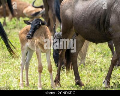 Mother and newborn calf blue wildebeest (brindled gnu) (Connochaetes taurinus), Ngorongoro Crater, Tanzania, East Africa, Africa Stock Photo