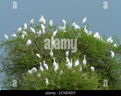 Cattle egrets (Bubulcus ibis), roosting in a tree in Tarangire National Park, Tanzania, East Africa, Africa Stock Photo