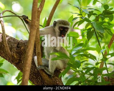 Vervet monkey (Chlorocebus pygerythrus), Lake Manyara National Park, Tanzania, East Africa, Africa Stock Photo