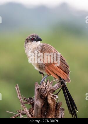 An adult white-browed coucal (Centropus superciliosus), Tarangire National Park, Tanzania, East Africa, Africa Stock Photo
